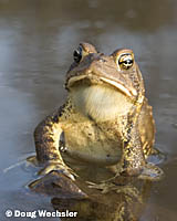 American Toad _A5E9804.jpg - 33110 Bytes